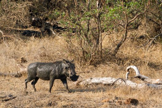 Specie Phacochoerus africanus family Suidae