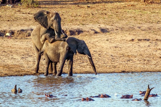 Specie Loxodonta africana family of Elephantidae