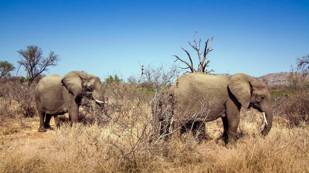 Specie Loxodonta africana