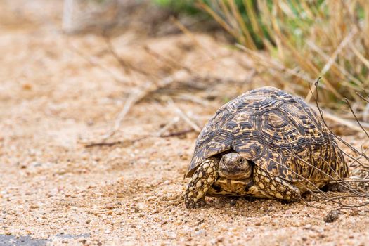Specie Stigmochelys pardalis family of Testudinidae