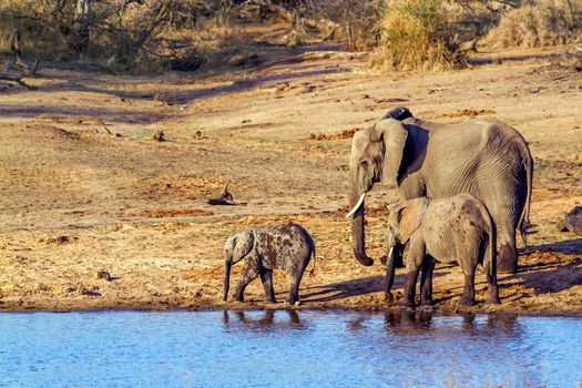 Specie Loxodonta africana family of Elephantidae