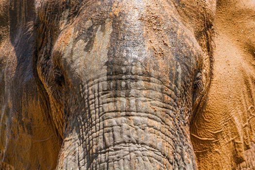 Specie Loxodonta africana