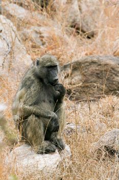 Specie Papio ursinus family of Cercopithecidae