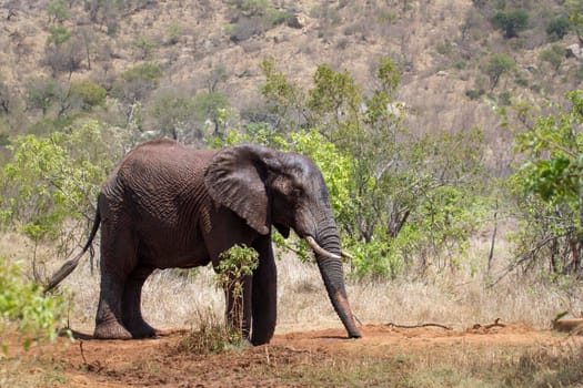 Specie Loxodonta africana