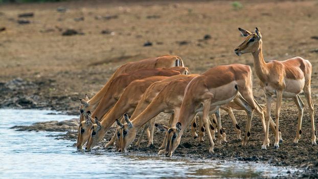 Specie Aepyceros melampus family of bovidae