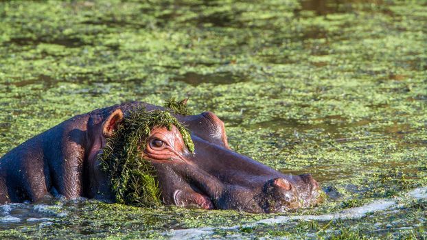 Specie Hippopotamus amphibius family of Hippopotamidae