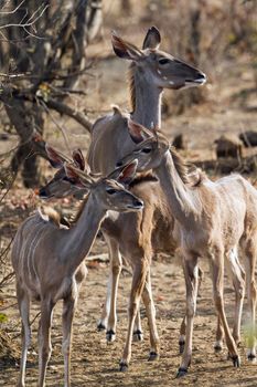 Specie Tragelaphus angasii family of bovidae