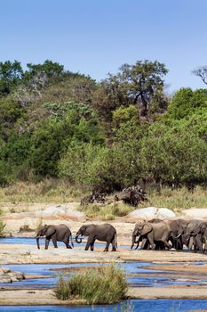 Specie Loxodonta africana family of Elephantidae