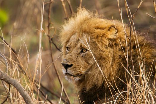 Specie Panthera leo family of felidae