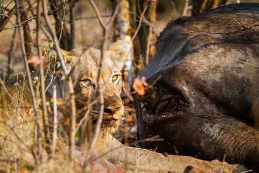 Specie Panthera leo family of felidae