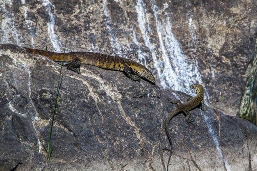 Specie Varanus niloticus family of Varanidae
