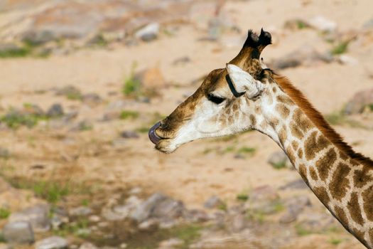 Specie Giraffa camelopardalis