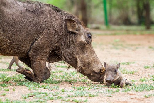 Specie Phacochoerus africanus family of Suidae