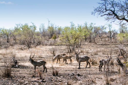 Specie Kobus ellipsiprymnus family of bovidae
