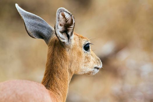 Antelope Specie Raphicerus campestris