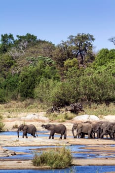 Specie Loxodonta africana family of Elephantidae