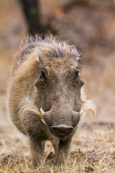 Specie Phacochoerus africanus family Suidae