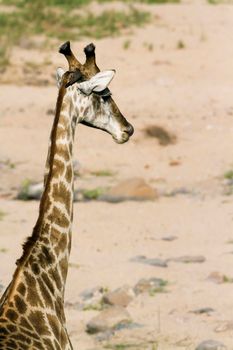 Specie Giraffa camelopardalis
