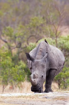 Specie Ceratotherium simum simum family of Rhinocerotidae