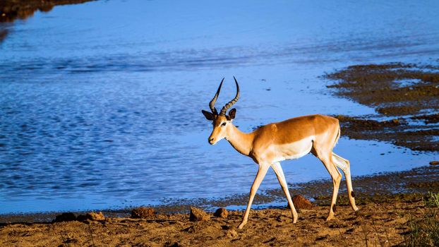 Specie Aepyceros melampus family of bovidae