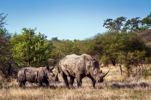 Specie Ceratotherium simum simum family of Rhinocerotidae