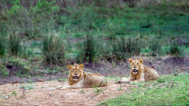 Specie panthera leo family of felidae