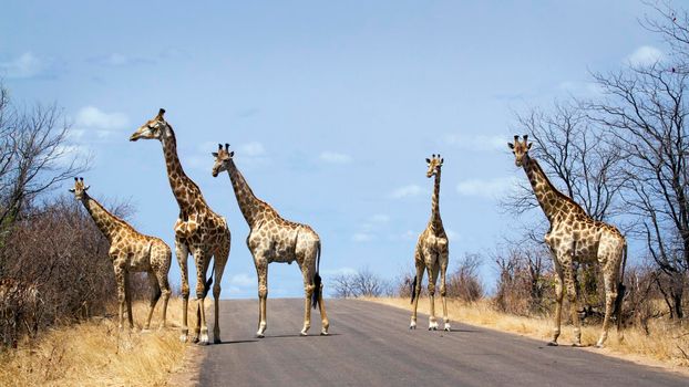 Specie Giraffa camelopardalis family of Giraffidae