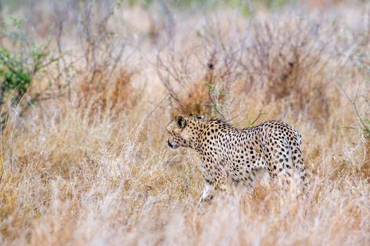 Specie Acinonyx jubatus family of felidae
