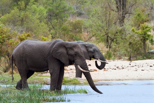 Specie Loxodonta africana family of Elephantidae