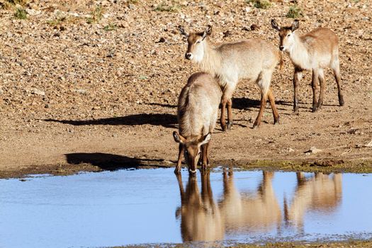 Specie Kobus ellipsiprymnus family of bovidae