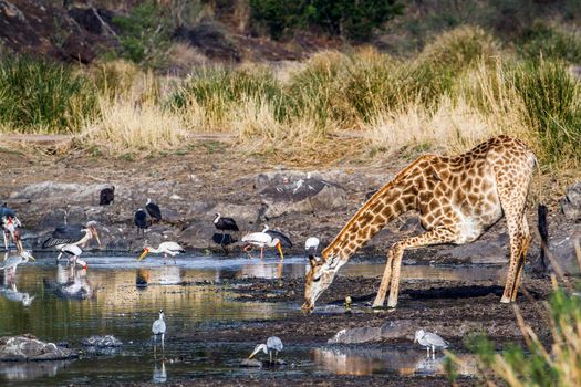 Specie Giraffa camelopardalis family of Giraffidae