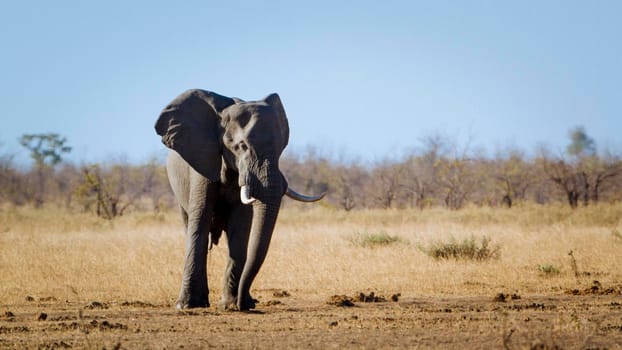 Specie Loxodonta africana family of Elephantidae