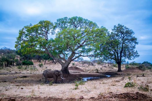 Specie Loxodonta africana family of Elephantidae