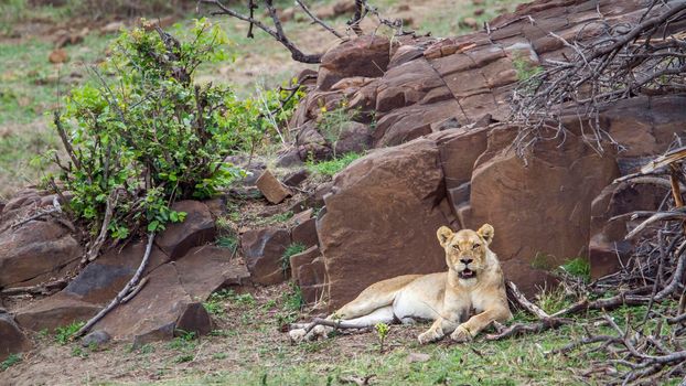 Specie Panthera leo family of felidae