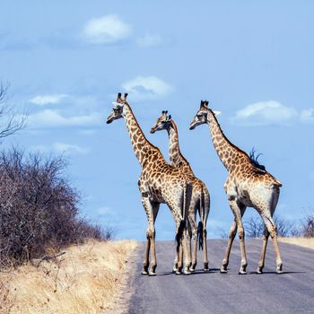 Specie Giraffa camelopardalis family of Giraffidae