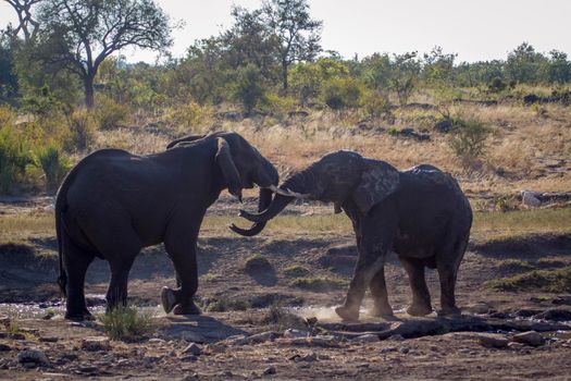 Specie Loxodonta africana family of Elephantidae