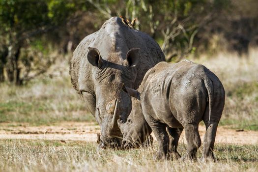 Specie Ceratotherium simum simum family of Rhinocerotidae