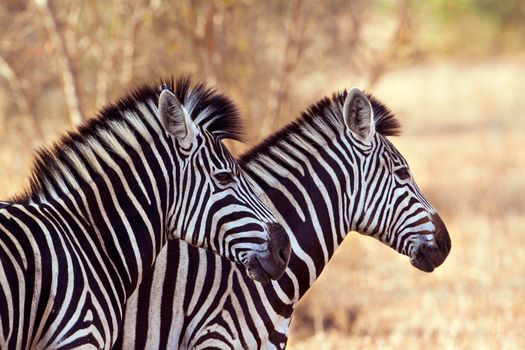 Specie Equus quagga burchellii family of equidae