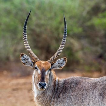 Specie Kobus ellipsiprymnus family of bovidae