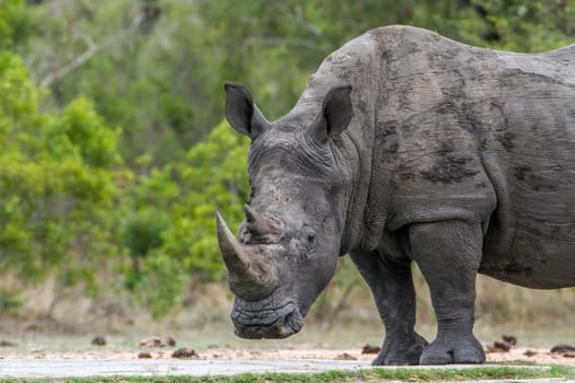 Specie Ceratotherium simum simum family of Rhinocerotidae
