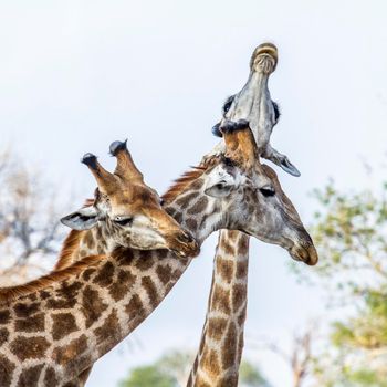 Specie Giraffa camelopardalis family of Giraffidae