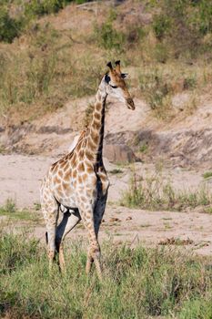 Specie Giraffa camelopardalis
