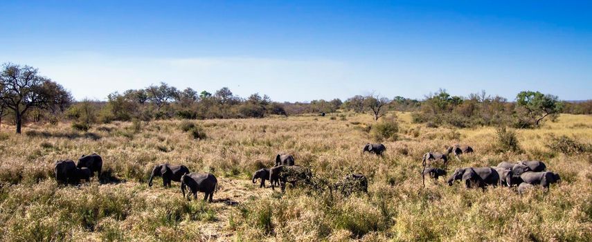 Specie Loxodonta africana family of Elephantidae