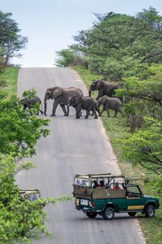 Specie Loxodonta africana family of Elephantidae