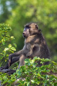 Specie Papio ursinus family of Cercopithecidae