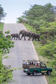 Specie Loxodonta africana family of Elephantidae