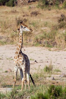 Specie Giraffa camelopardalis