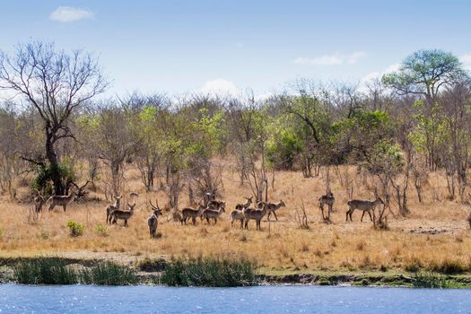 Specie Kobus ellipsiprymnus family of bovidae