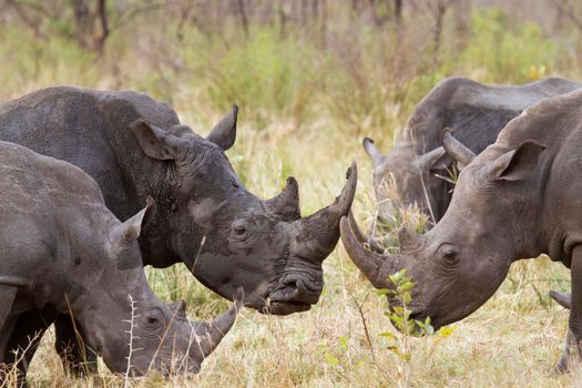 Specie Ceratotherium simum simum family of Rhinocerotidae