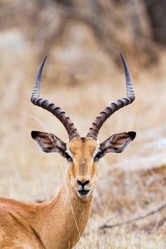 Specie Aepyceros melampus